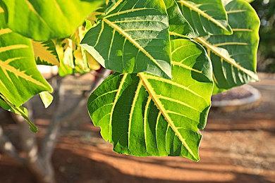 《正当防卫》开发商雪崩工作室裁员50人 关闭两处工作室